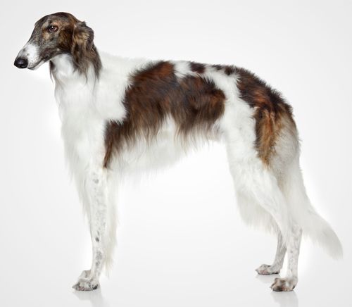 Borzoi
