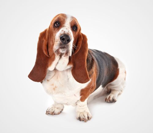 Basset Hound