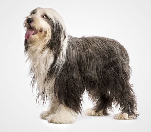 Bearded Collie