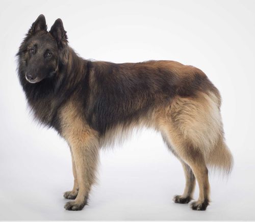 Belgian Shepherd