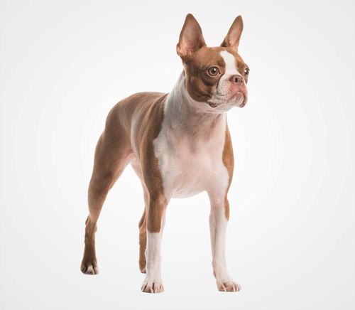 Boston Terrier