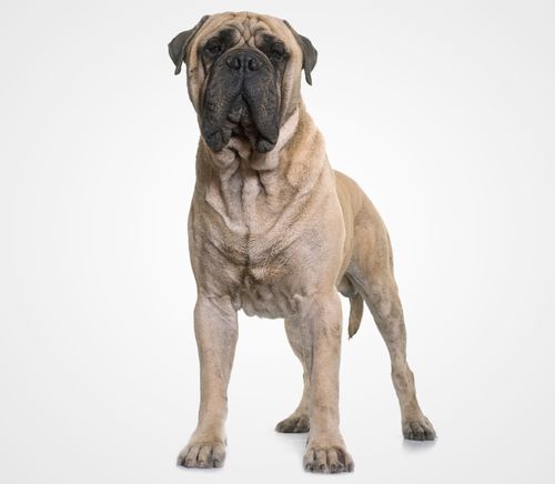 Bullmastiff