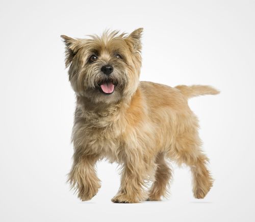 Cairn Terrier
