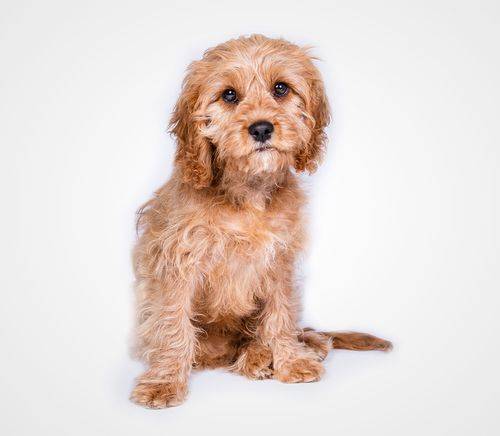 Cavapoo