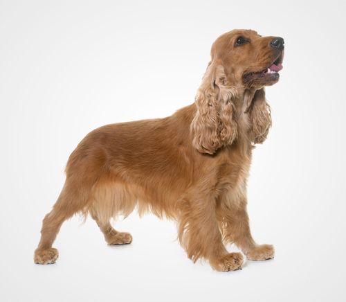 English Cocker Spaniel