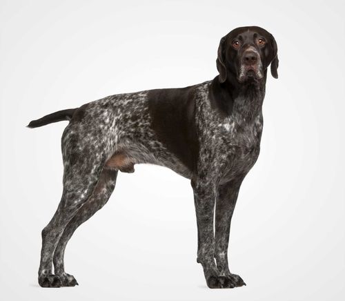 German Shorthair