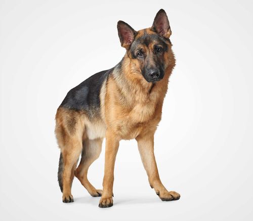 German Shepherd