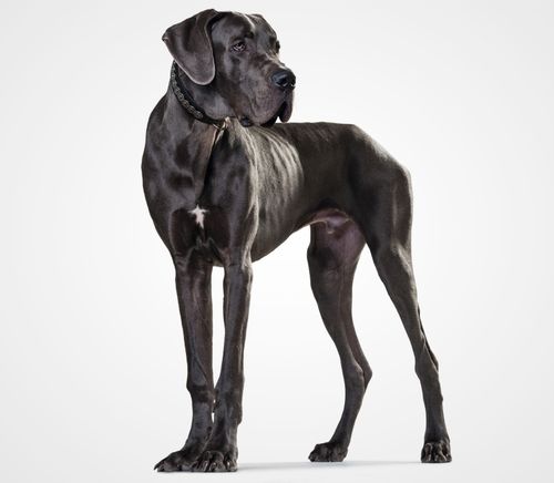 Great Dane