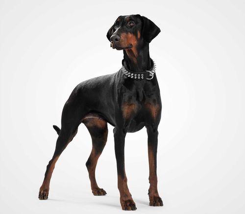Doberman