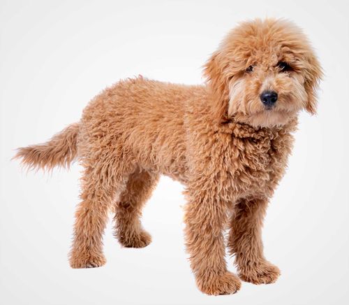 Goldendoodle