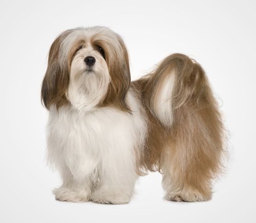Lhasa Apso