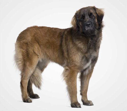 Leonberger