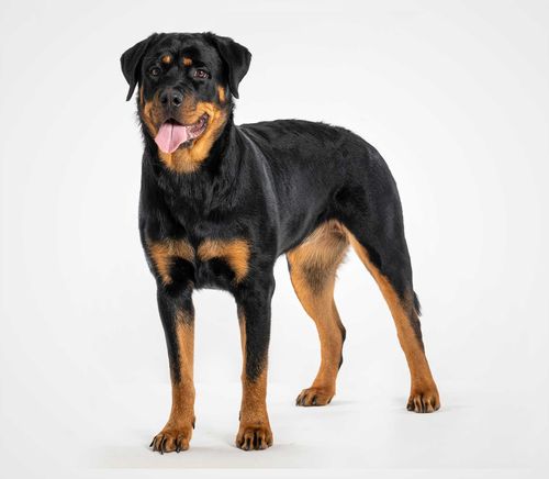 Rottweiler