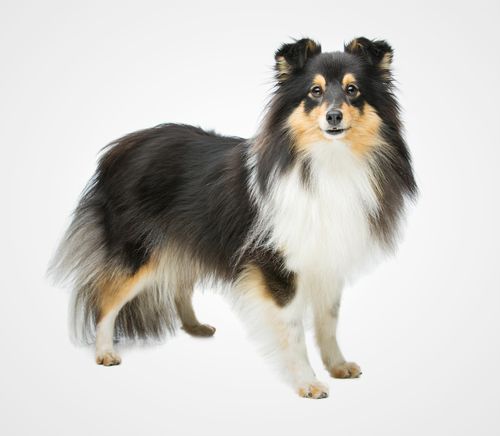 Shetland Sheepdog