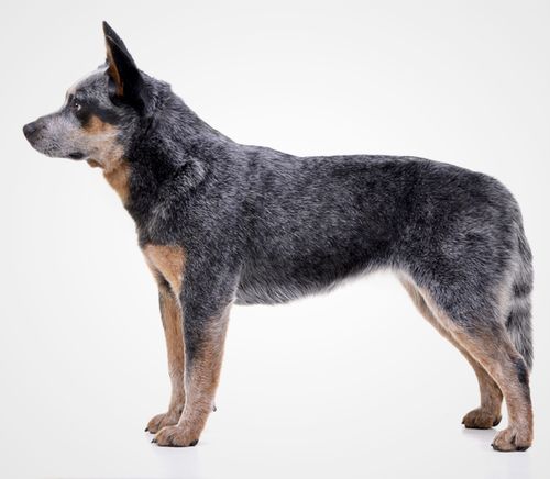 Australian Cattle Dog