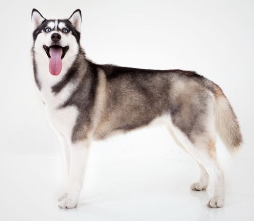 Siberian Husky
