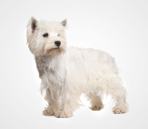 West Highland White Terrier