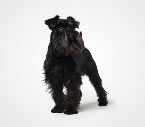 Miniature Schnauzer